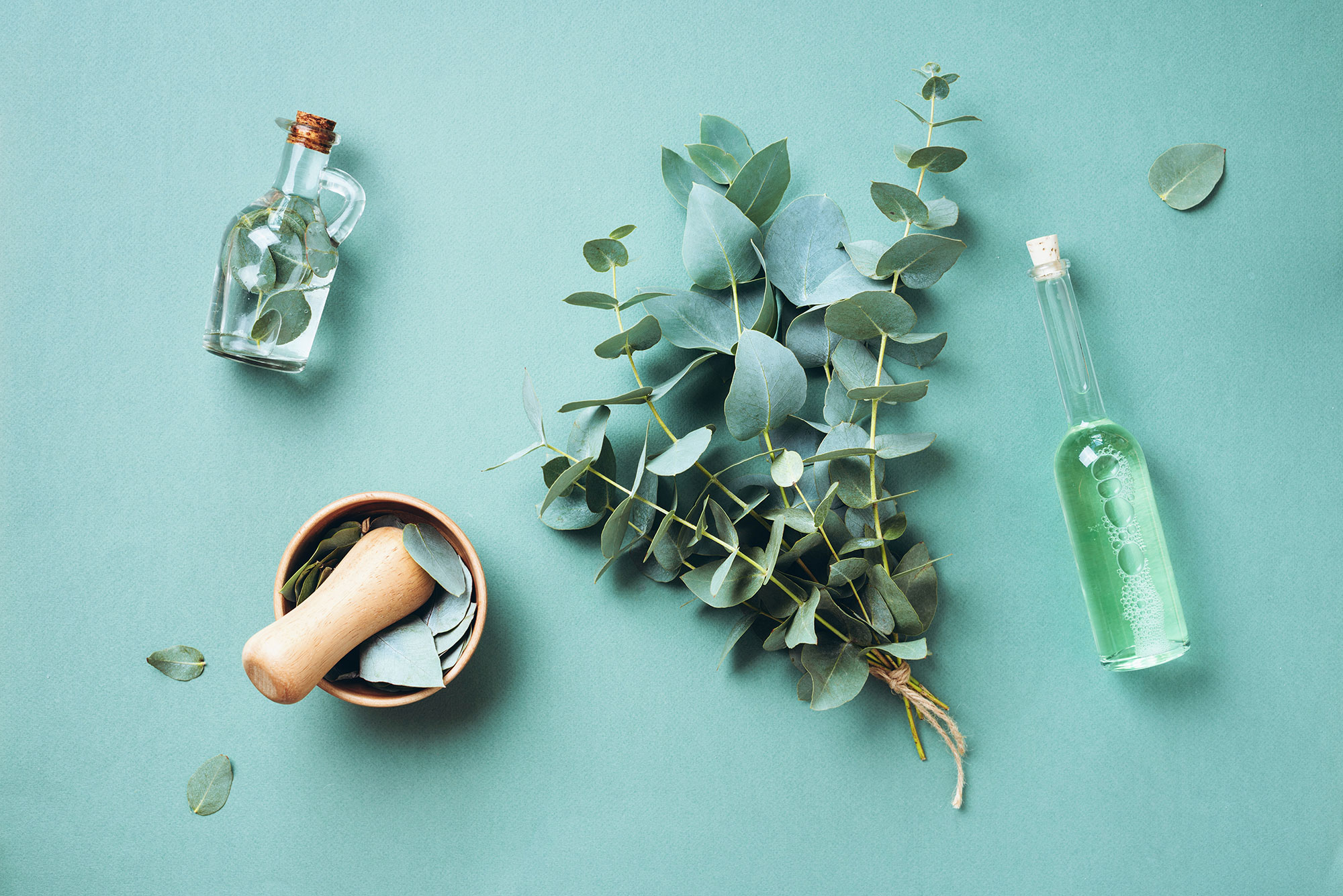 Herbs and plants on a bright turquoise background